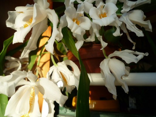 COELOGYNE CRISTATA